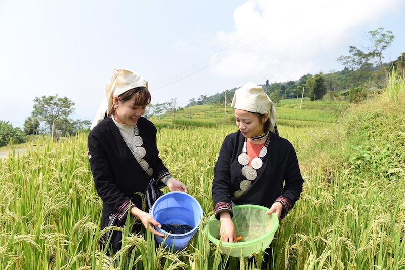 Hiện nay tổng diện tích nuôi cá chép ruộng của xã Hồng Thái đạt trên 60 ha, sản lượng mỗi vụ ước đạt gần 3 tấn cá, tập trung ở thôn: Khau Tràng, Nà Mụ, Khuổi Phầy. Bà con nuôi cá chép xen trồng lúa trong cùng thời vụ. Ruộng sau khi bừa lần 3, be bờ tích nước bà con mới đưa cá vào ruộng. Sau chu kỳ cây lúa sinh trưởng đến 3 tháng rưỡi được người dân tháo nước và thu hoạch cá trước khi gặt lúa, vậy nên cá chép ruộng ở đây thịt săn chắc, thơm ngon, béo ngậy. (trong ảnh, người dân xã Hồng Thái (Na Hang) thu hoạch cá chép được nuôi trên những thửa ruộng bậc thang).