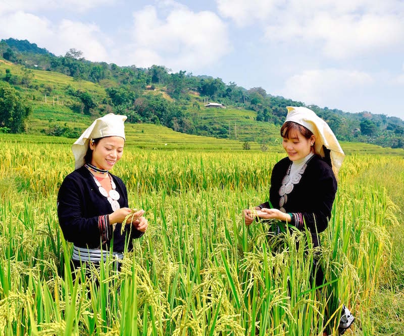 Việc tổ chức Ngày hội văn hóa du lịch vùng cao Na Hang được tổ chức tại xã Hồng Thái năm 2018, được diễn ra thành công, tạo tiền đề cho phát triển du lịch trên địa bàn (trong ảnh, thiếu nữ dân tộc Dao Tiền, xã Hồng Thái bên thửa ruộng bậc thang.)