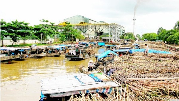 Cảnh mía nguyên liệu nhập hàng tấp nập không còn, Mía đường Cần Thơ phải dừng sản xuất Nhà máy Đường Vị Thanh