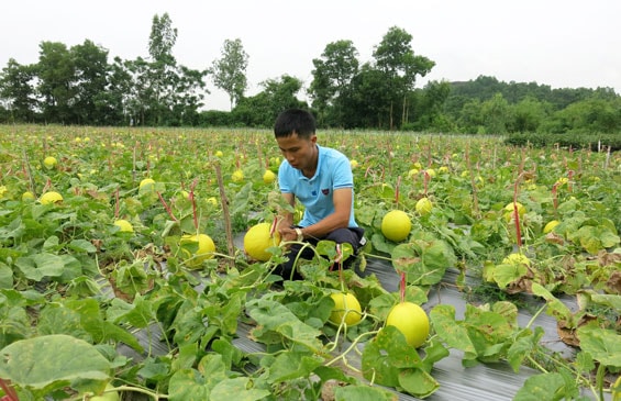 Nguyễn Minh Tài bên vườn dưa Kim Hoàng hậu của gia đình.