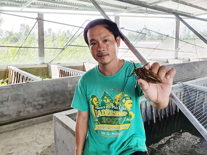 Anh Lăng với con cà cuống chuẩn bị xuất bán làm giống; Ảnh Duy Tân