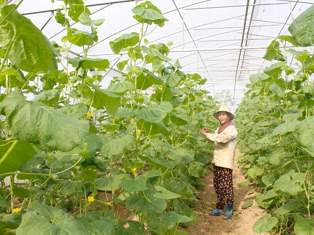 Chương trình mục tiêu quốc gia Xây dựng Nông thôn mới  tại Thanh Hóa thu hút nhiều sự quan tâm của doanh nghiệp đầu tư về nông nghiệp nông thôn, phát triển nông nghiệp công nghệ cao