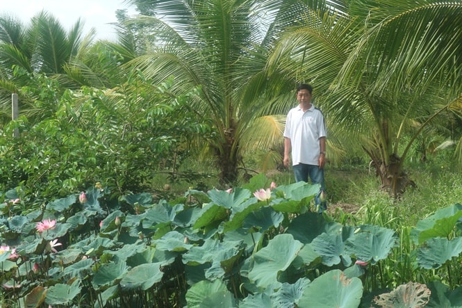 Ngoài thả cá, ông Bon còn trồng sen.