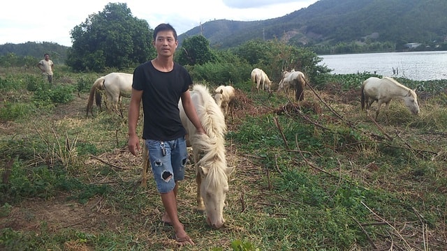 Khởi nghiệp từ đàn ngựa hơn nửa tỷ đồng. Giờ đây, anh Hậu đã có đàn ngựa vài tỷ