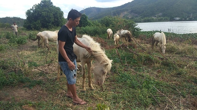 Qúa trình nuôi ngựa, anh Hậu đã gặp rất nhiều thất bại và bị mọi người phản đối vì cho rằng không phù hợp trên vùng 