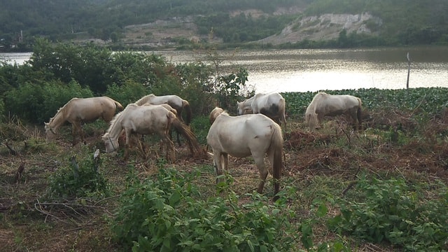Đàn ngựa trên 