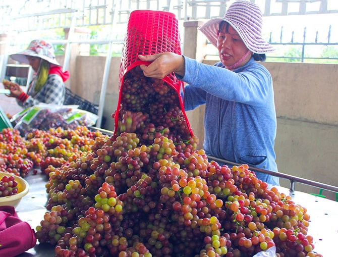 Thu hoạch nho ở Ninh Thuận