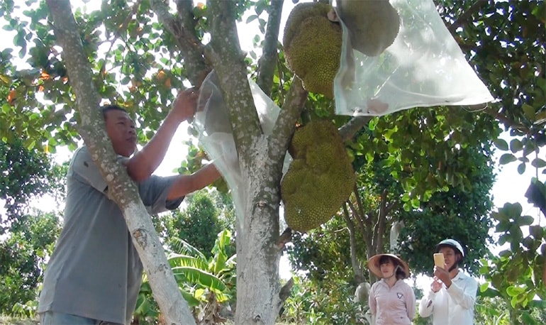 Mô hình trồng mít không hạt của anh Nguyễn Văn Út ở thôn Tân Yên, xã Ea Ly (huyện Sông Hinh). Ảnh: Văn Thùy