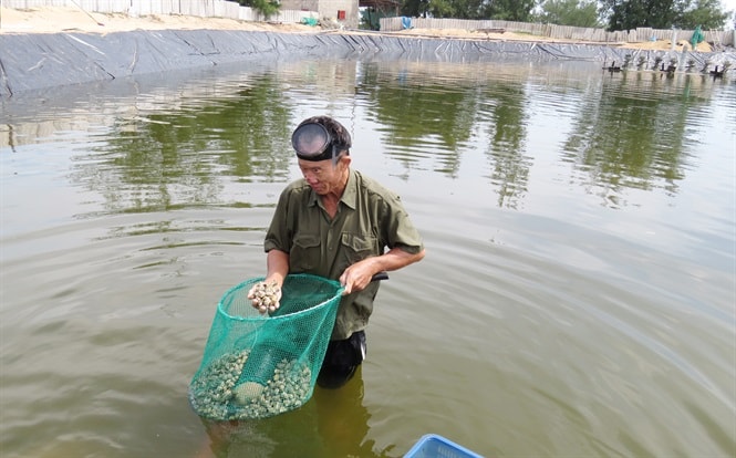 Kiểm tra sinh trưởng của ốc.