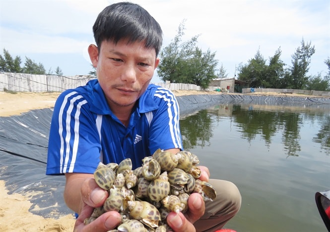 Anh Phan Văn Nghĩa: “Loại này khi được giá có thể bán 500 ngàn đồng/kg”.