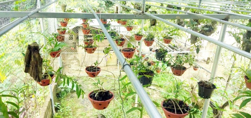 Việc trồng chăm sóc hoa lan phi điệp đã giúp anh Hoàng Văn Khanh có thu nhập hàng chục triệu đồng mỗi tháng.
