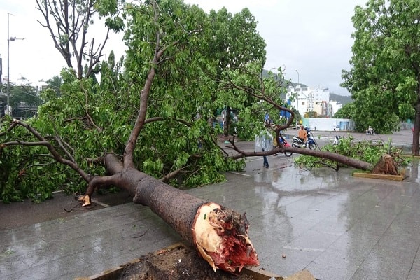 Nhiều cây xanh trên địa bàn tỉnh Bình Định bị gãy đổ