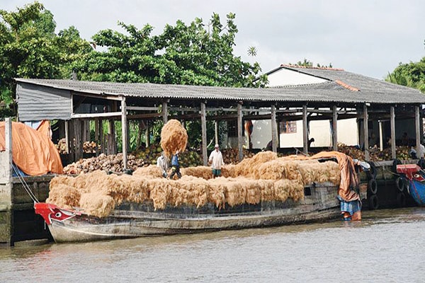 p/Một điểm tập kết, vận chuyển chỉ xơ dừa trên sông Thom ở huyện Mỏ Cày Nam.