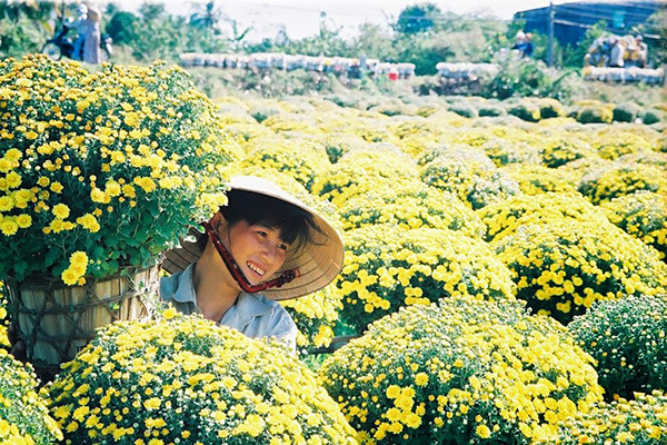 p/Làng hoa cảnh-Chợ Lách