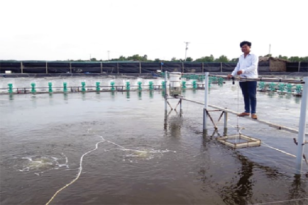 p/Mô hình nuôi tôm công nghệ cao đang được nông dân Bình Đại đầu tư đạt hiệu quả cao.