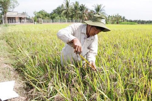 Cựu chiến binh Phạm Văn Nhựt đã phục tráng thành công nhiều giống lúa chất lượng