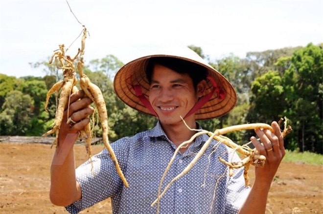 Anh Hà Văn Đại phấn khởi bởi mô hình ươm câysâm dây giống, trồng sâm dây thành phẩm lấy củ của mình đã thành công. Ảnh: Hồng Điệp.