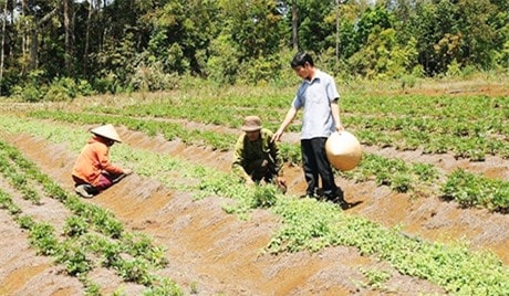 Anh Hà Văn Đại (phải) đang hướng dẫn công nhân chăm sóc vườn sâm dây. Ảnh: Hoài Tiến.