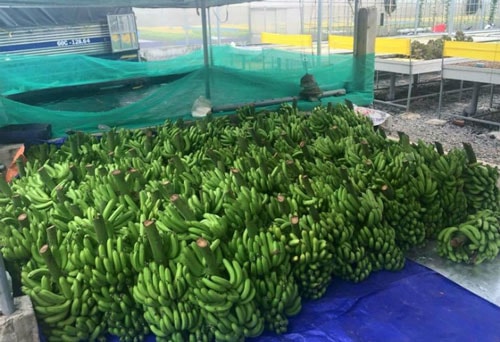 Khởi nghiệp thành công từ bài học giải cứu chuối