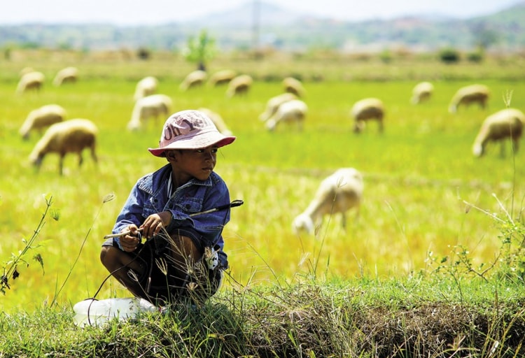 Em bé chăn cừu Ninh Sơn Ninh Thuận.