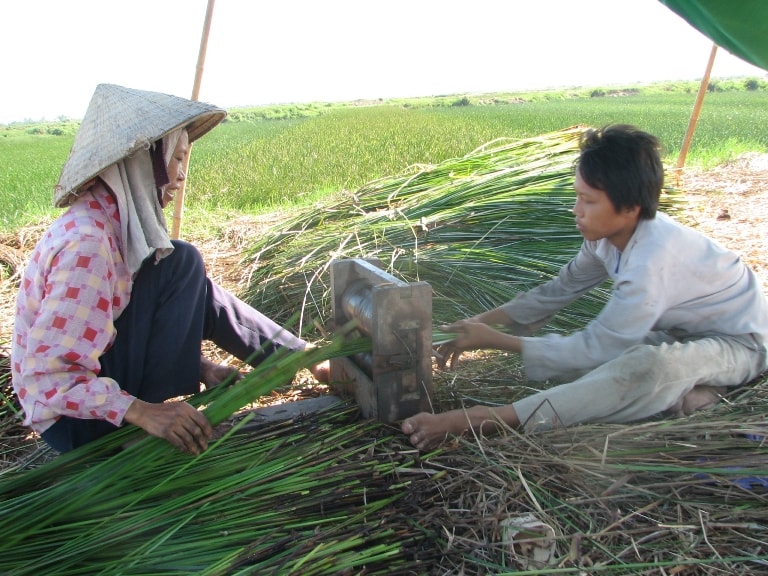 Bà con nông dân xã Nga Tân (Nga Sơn) thu hoạch cói