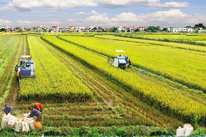 Dự thảo Nghị định về tập trung, tích tụ đất đai cho sản xuất nông nghiệp đang được Bộ Tài nguyên và Môi trường lấy ý kiến.