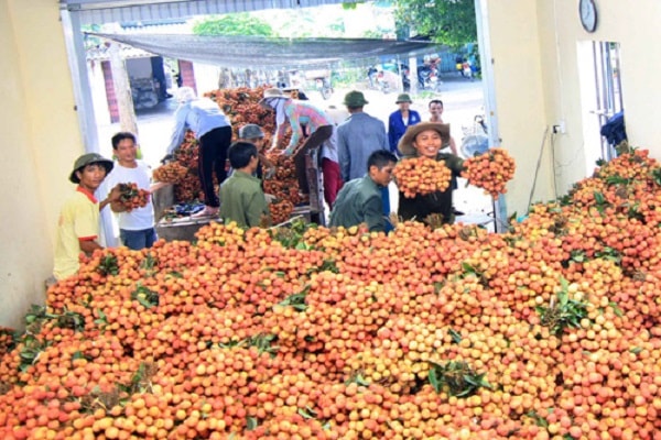 Vải thiều ( Hải Dương) một trong những sản phẩm  được liên kết trong sản xuất và tiêu thụ sản phẩm nông nghiệp