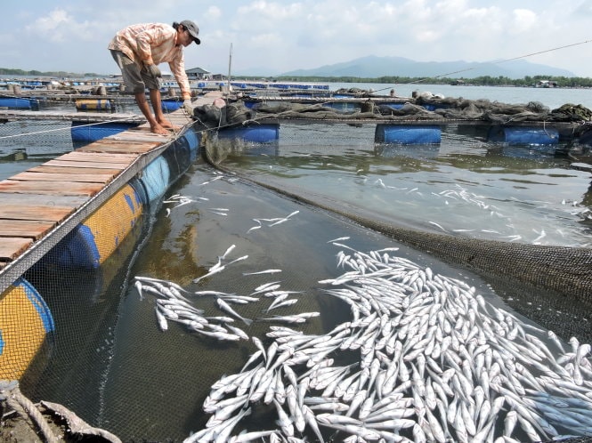 Nguồn nước sông Chà Và bị ô nhiễm nặng khiến cá bè của nông dân chết hàng loạt vào tháng 9/2015 - Ảnh: Tuổi Trẻ