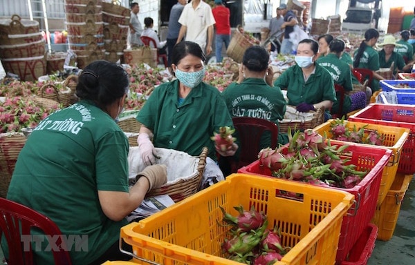 HPA sẽ thường xuyên cung cấp các thông tin về sản phẩm nông sản an toàn, đặc sản vùng miền, cơ sở sản xuất tiêu biểu, doanh nghiệp phân phối uy tín để hỗ trợ cho các đơn vị của mỗi địa phương kết nối giao thương.