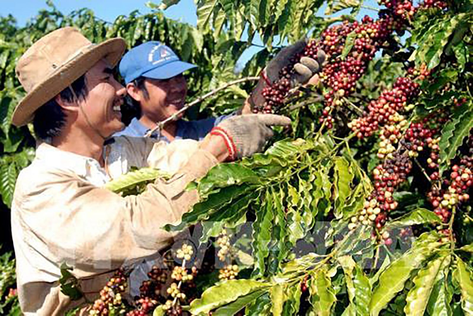 p/Mặt hàng xuất khẩu chính của Việt Nam sang Algeria hiện nay vẫn là cà phê.