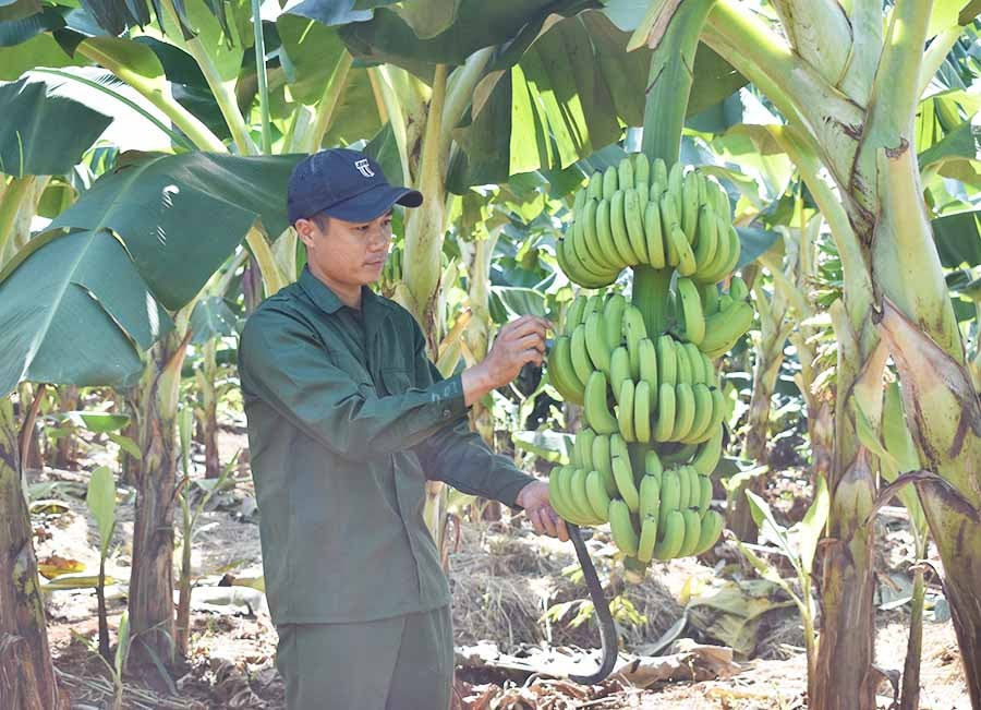 Anh Phạm Công Xây (thôn 4, xã Ia Krai, huyện Ia Grai) chăm sóc vườn chuối già Nam Mỹ của gia đình. Ảnh: P.T