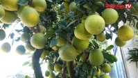 Hà Nội: Những cây bưởi giá 40 triệu đồng xuống phố đón Tết