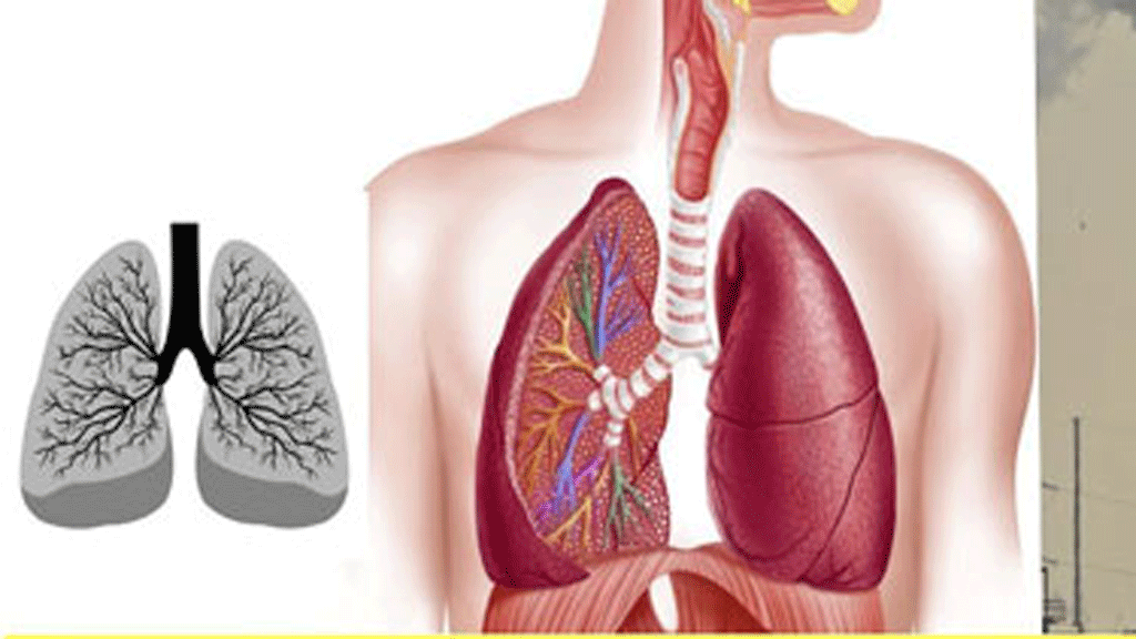 WHO gọi nạn ô nhiễm không khí là 