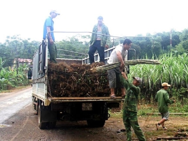 Sản xuất, thu hoạch cây mía nguyên liệu ở Thanh Hó