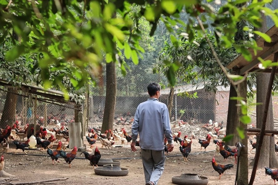 Mô hình gà thả vườn của ông Phạm Văn Dỹ mỗi năm thu lãi hàng trăm triệu đồng. Ảnh: Lan Nhi.