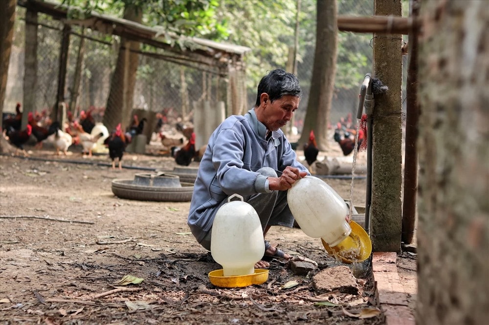 Tận dụng địa hình tự nhiên, ông Dỹ đã phát triển kinh tế chăn nuôi gà thả vườn. Ảnh: PV