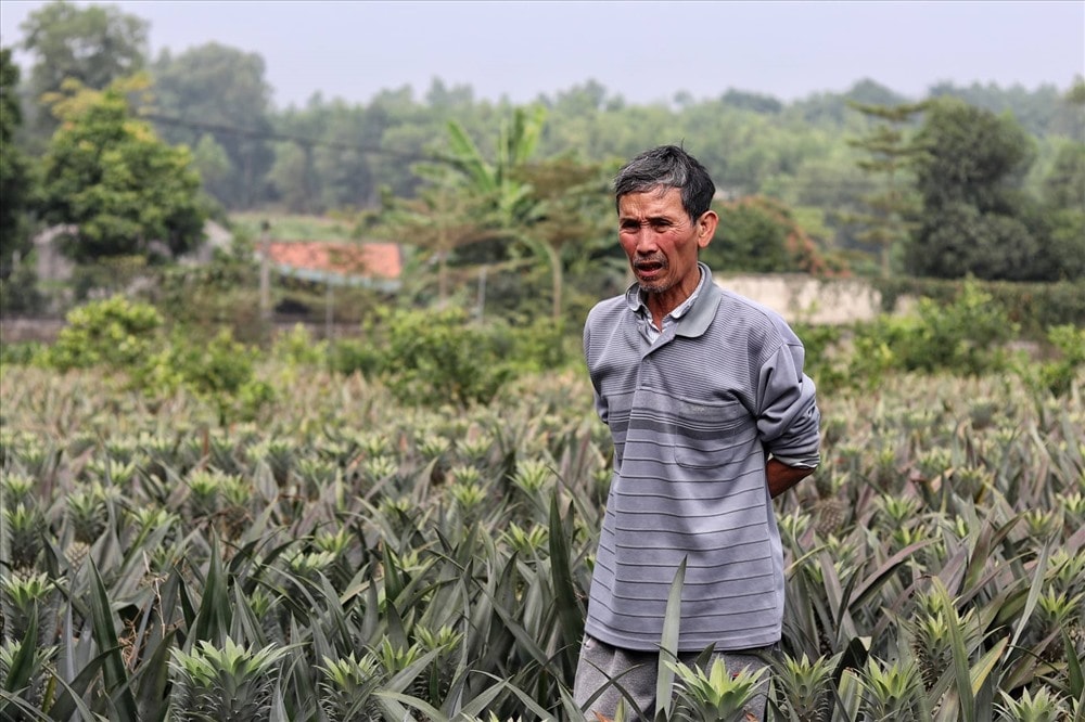 Ngoài việc chăn nuôi gà, ông Dỹ còn trồng trọt hơn 2 ha dứa quả. Ảnh: PV