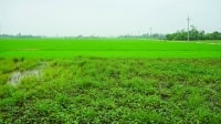 Những cánh đồng hoang trên “Quê hương 5 tấn”