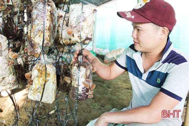 Bước đầu, 5000 bịch nấm bào ngư của anh phát triển đồng đều, đảm bảo chất lượng