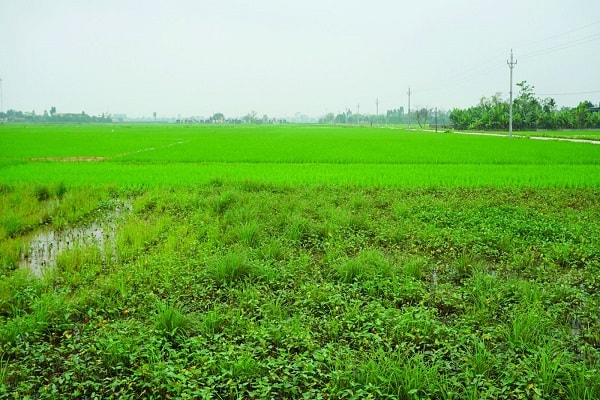 Những thửa ruộng bỏ hoang trên cánh đồng xã Hòa Bình, Vũ Thư, Thái Bình.