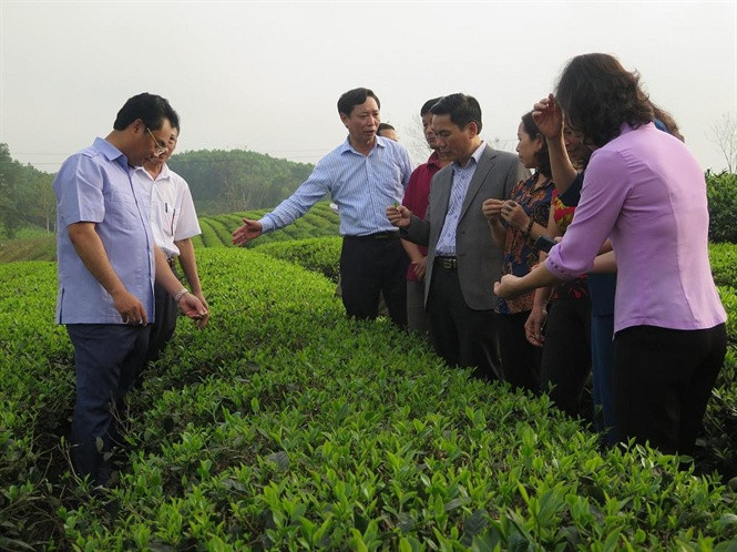 Lãnh đạo tỉnh đến thăm mô hình sản xuất chè theo tiêu chuẩn VietGAP tại thị trấn Sông Cầu, huyện Đồng Hỷ.