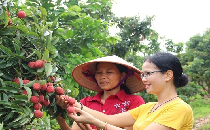 Các hộ trồng vải thiều vui mừng và tự tin vải thiểu sẽ khiến người tiêu dùng Nhật Bản 