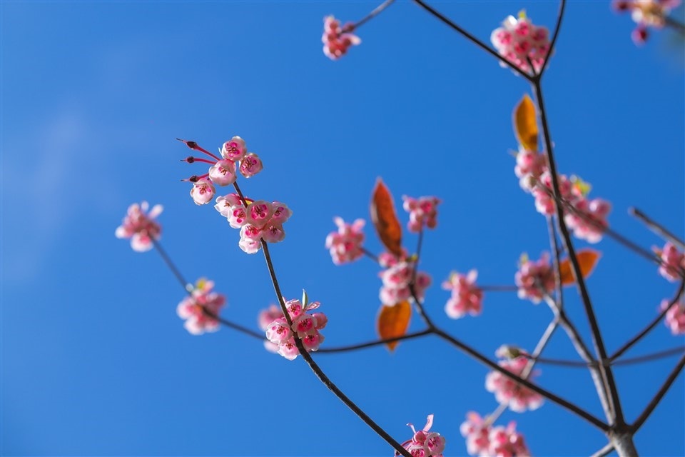 Ngắm nhìn những đóa đào chuông rung rinh trong gió xuân, lắc lư theo những giai điệu xuân ngọt ngào khiến người thưởng lãm thấy tâm hồn mình thật dịu nhẹ, bình yên.