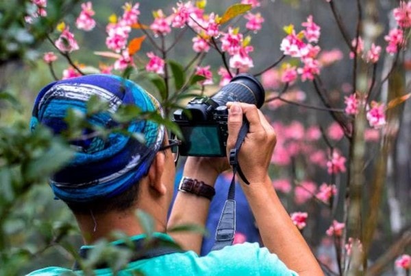 Anh Hải Anh – một người đam mê chụp hoa từ Hà Nội cho biết: “Đào chuông Bà Nà là loài hoa hiếm, nên nhiều người thích chụp hoa cứ đến xuân là tới Bà Nà. Tôi cũng thế. Mấy năm trước, Bà Nà cũng không nhiều đào chuông đâu, giờ được khu du lịch nhân trồng nên hoa nở rộ, đẹp hơn trước rất nhiều”.