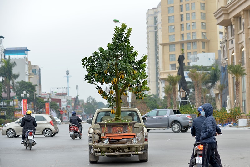 Một cây bưởi cảnh đã được chuyển đi cho khách hàng