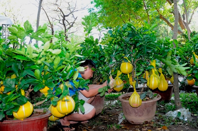 Trong lúc vắng khách, anh Minh kiểm tra lại những chậu bưởi