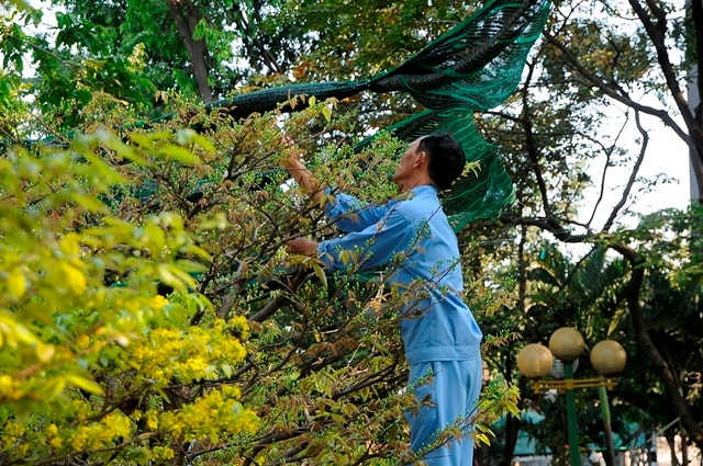 Và chăm chút cho những cây Mai chờ khách tới mua.