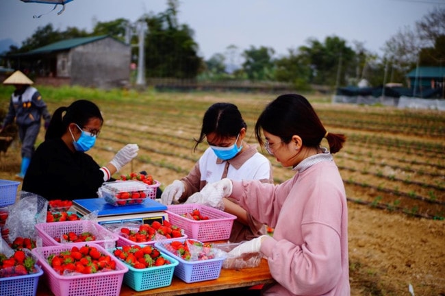 Vườn dâu tây đến mùa thu hoạch của Đoàn Thu Trà. Ảnh: NVCC