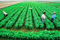 “Mở đường” cho tích tụ ruộng đất