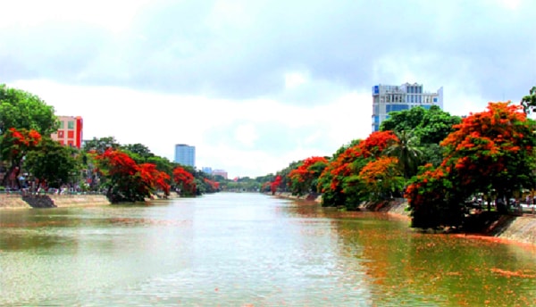 Hoa phượng đỏ nở rộ bên dòng Tam Bạc